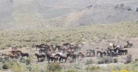 Horses on public lands