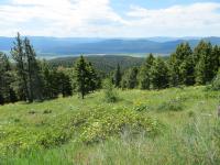 Green field with scattered pine trees and mountains in the distance. 