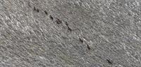 Wild Horses on public lands.
