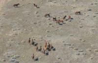 Wild Horses on public lands.