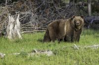 A robust grizzly walking through a forested landscape.