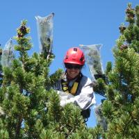 a woman smiles at the top of a pine tree