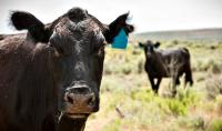 black cattle with ear tags standing in a pasture