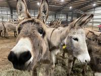 Burros