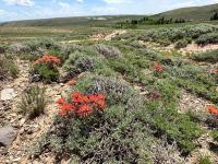 Landscape Spring Sage in Northeast Kemmerer.