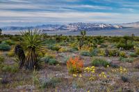 Bright wildflowers and tall Joshua Tree plants with mountains in the background