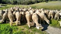 A flock of sheep eat green grass