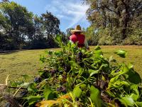 Canoeing out water hyacinth during removal efforts at the Cosumnes River Preserve.