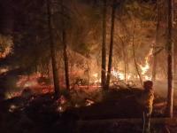A fire fighter sprays water on a fire in a forest.