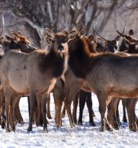 group of elk with snow on the ground