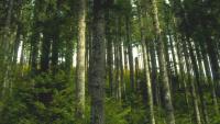 forest in Oregon