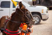 A brown burro pulls a cart