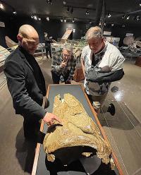 Curator of Paleontology John Scanella, Paleontology Lab and Field Manager Lee Hall, and Senior Director of Exhibitions and Planetarium Scott Williams discuss tooth gouges on an Edmontosaurus skull on display at the Museum of the Rockies Hall of Horns and Teeth. The gentlemen were on hand to crack open the display case for some close up photography on a recent visit by the DOI/BLM.