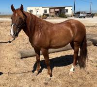A brown horse in a pen