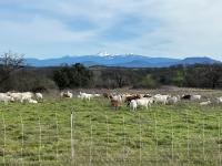 goats grazing in a green field with snow capped mountains in the background