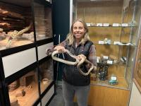 Local wildlife biologist holds gopher snake.