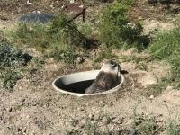 The wild burro's face could be seen peeking out from the septic tank.