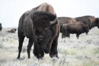 Several bison graze on a grassy plain. 
