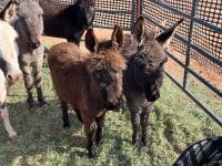 two burros standing in corral