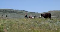 A cow looks at a crew working on a fence in a pasture with mountains in the background.