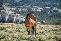 A photo of a brown wild horse standing on a grassy field with mountain terrain in the background.