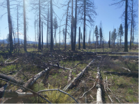 burnt forest with logs on the ground and a blue sky.
