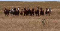 Wild horses within the Saylor Creek Wild Horse Herd Management Area