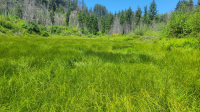 Wide grassy wetland clearing surrounded by dense green shrubs and tall evergreen trees under a bright blue sky.