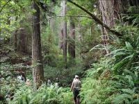 A man walks through a dense redwood forest.