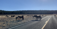 Horses on a highway in the high desert.