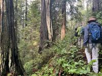 Hikers follow a trail through tall redwoods