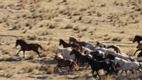 Gathering Saylor Creek wild horses 