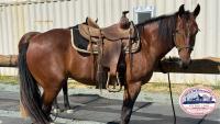 Ranger all saddled up near a sidewalk.