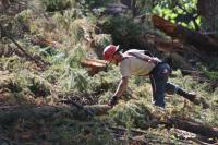 A forester wearing a red hard hat bends down to touch a fallen evergreen tree in the midst of broken branches.