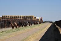 Horses eating hay through panels at an off-range corral facility