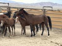 A brown mare and foal in poor condition in a pen. 