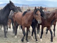 Several horses in poor body condition with corral and mountains in background