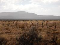 Five light brown cows grazing on land managed by the BLM Applegate Field Office.
