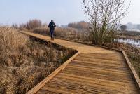 A man walks down a wood boardwalk in the middle of a wetland.