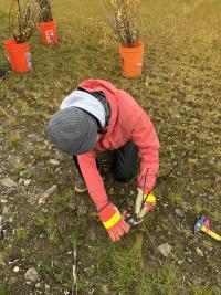A volunteer planting a willow stake. 
