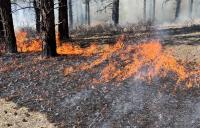 Image of fire burning in a clean line along the ground, under trees.