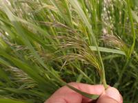 cheatgrass seed head