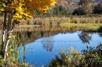 Calm pond bordered by tall autumn grasses and trees, with golden leaves in the foreground and reflections of surrounding foliage on the water.