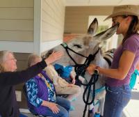 A person in a hat holds a haltered burro visiting senior citizens at a care home