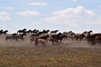BLM-WY-2018-RedDesert-WildHorses-By Clay Stott
