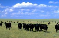 Nine cows up front facing forward with many more cows dotting the field in the background
