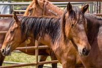 Wild-Horse-and-Burro