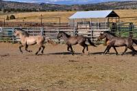 photo of wild horses and burros on the range