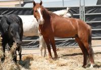wild horses