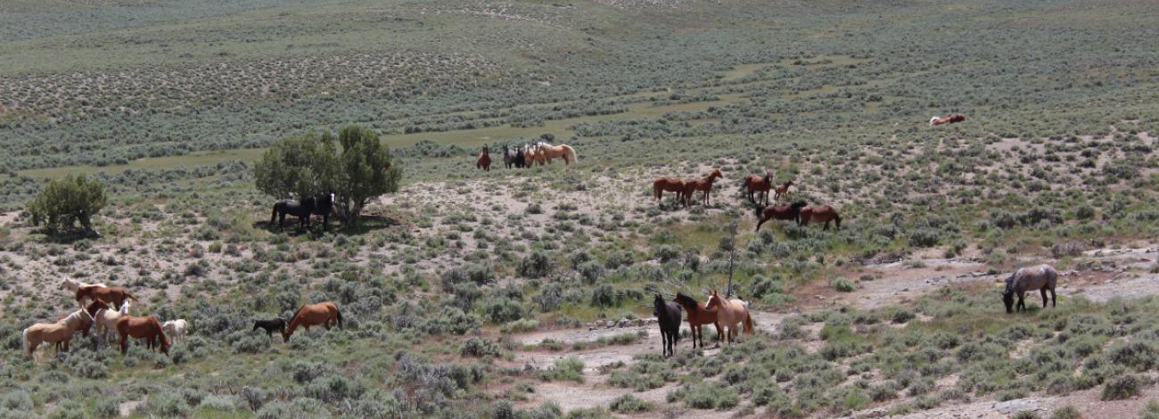 A large group of wild horses grazes and stands scattered across an open, rolling sagebrush landscape, with clusters of shrubs and a few small trees dotting the terrain under bright daylight.